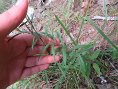 Brickellia eupatorioides eupatorioides