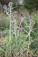Echinops latifolius