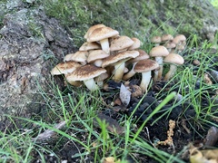 Fungi