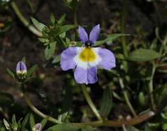Downingia cuspidata