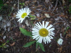 Leptostelma