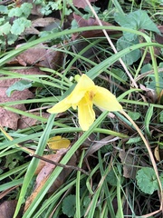 Hemerocallis lilioasphodelus
