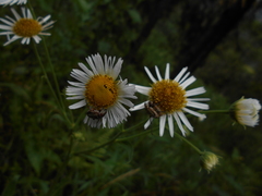Leptostelma