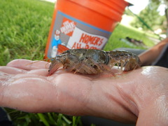 Procambarus simulans