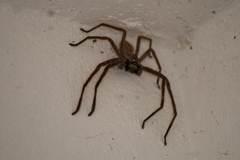 Isopeda canberrana