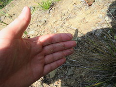 Dichanthelium linearifolium