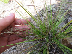 Dichanthelium linearifolium