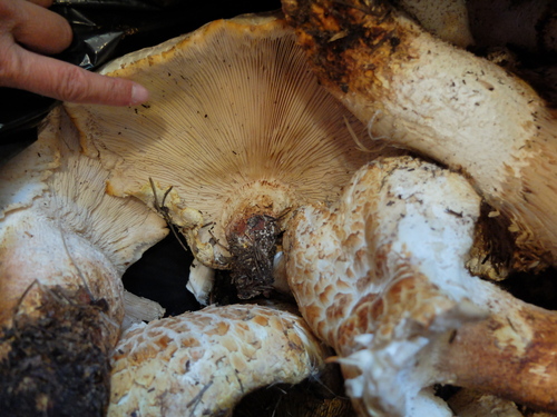 iNaturalist observation photo of Giant Sawgill