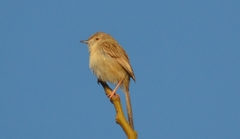 Prinia lepida