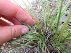 Dichanthelium linearifolium