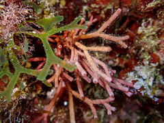 Tricleocarpa fragilis