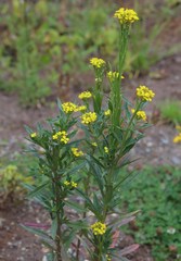 Erysimum marschallianum
