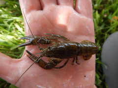 Faxonius occidentalis