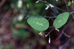 Desmodium tweedyi