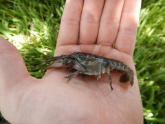 Faxonius occidentalis