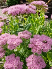 Hylotelephium spectabile