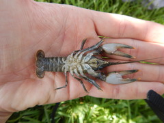 Faxonius occidentalis