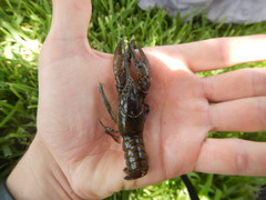 Faxonius occidentalis