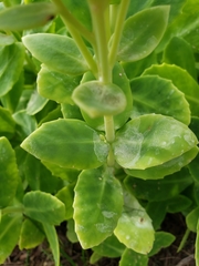 Hylotelephium spectabile