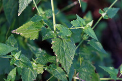 Fleischmannia incarnata