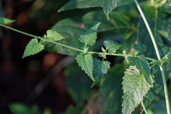 Fleischmannia incarnata