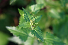 Fleischmannia incarnata