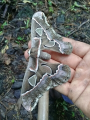 Rothschildia cinctus
