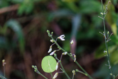Desmodium tweedyi