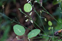 Desmodium tweedyi