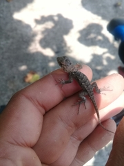 Sceloporus horridus
