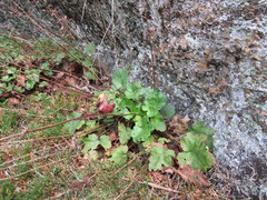 Heuchera pubescens