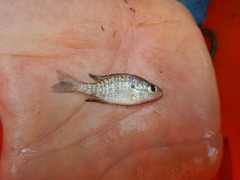 Lepomis humilis