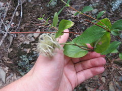 Clematis albicoma