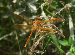 Sympetrum uniforme
