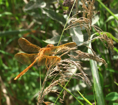 Sympetrum uniforme