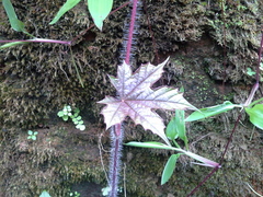 Cnidoscolus aconitifolius