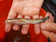 Pylodictis olivaris