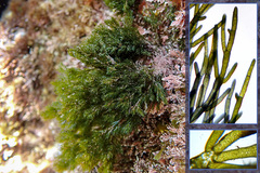 Cladophora prolifera