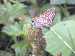 Taractrocera maevius sagara