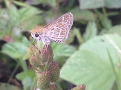 Taractrocera maevius sagara