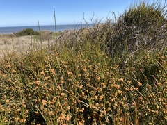 Ephedra tweedieana
