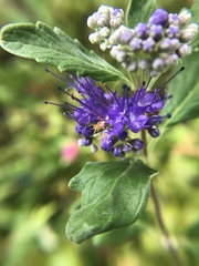 Caryopteris × clandonensis