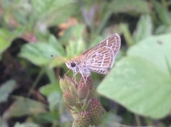 Taractrocera maevius sagara