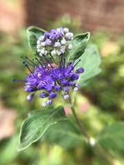 Caryopteris × clandonensis