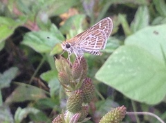 Taractrocera maevius sagara