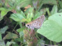 Taractrocera maevius sagara