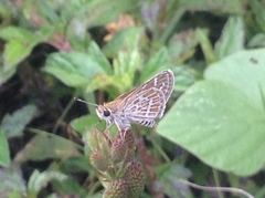 Taractrocera maevius sagara