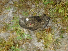 Chordeiles nacunda