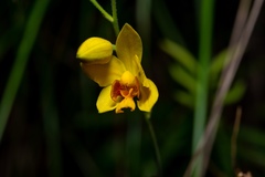 Spathoglottis pubescens