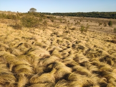 Tirsa Feather Grass (Stipa tirsa)